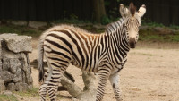 zebra Chapmanova mládě 2023 foto Marta Doležalová